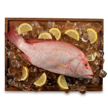 Red Snapper